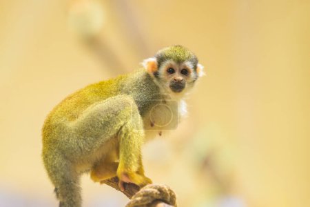 Un mono ardilla de Guyana sentado en una rama en un zoológico