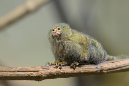 Un joli petit marmouset pygmée (Cebuella pygmaea) assis sur une branche dans un zoo