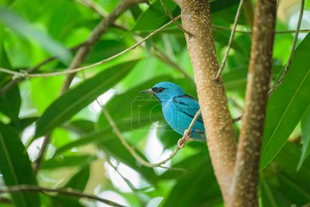 A Blue Dacnis sitting on a branch with green leaves in a zoo