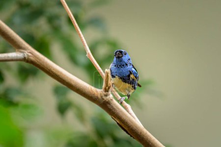 A Turquoise Tanager sitting on a branch in a zoo