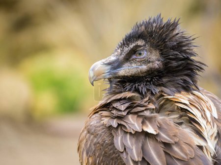 Portrait of a young Bearded Vulture in a zoo, cloudy day in winter