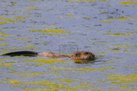 Eine Bisamratte schwimmt im schmutzigen Wasser, sonniger Sommertag, Nordfrankreich