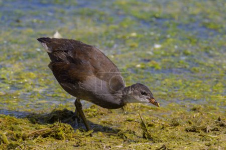 A young common moorhen walking near water, looking for food, sunny day in summer, northern France