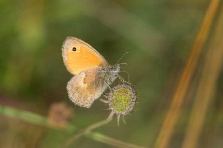 A Small Heath butterfly (Coenonympha pamphilus) sitting on a plant, sunny day in summer