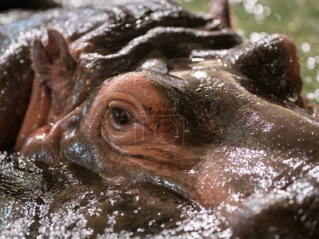 Retrato de cerca de un hipopótamo (Hippopotamus amphibius) en un zoológico (Viena, Austria)