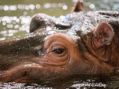Closeup portrait of a Hippo (Hippopotamus amphibius) in a zoo (Vienna, Austria)