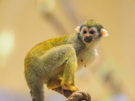 A Guianan squirrel monkey sitting on a branch in a zoo
