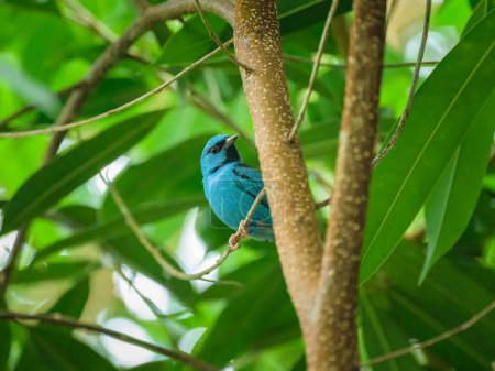 A Blue Dacnis sitting on a branch with green leaves in a zoo