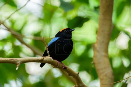 A Blue backed Manakin sitting on a branch with green leaves in a zoo