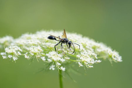 A Mexican Grass-carrying Wasp (Isodontia mexicana) feeding on a white flower, sunny day in summer, Vienna (Austria)