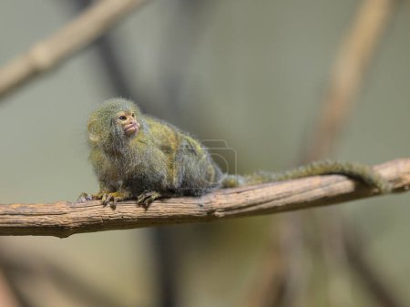 A cute little Pygmy marmoset (Cebuella pygmaea) sitting on a branch in a zoo