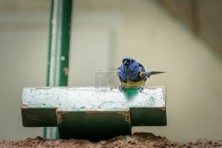 A Turquoise Tanager sitting on a block of wood in a zoo