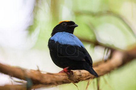 A Blue backed Manakin sitting on a branch in a zoo
