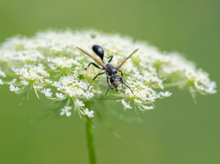 A Mexican Grass-carrying Wasp (Isodontia mexicana) feeding on a white flower, sunny day in summer, Vienna (Austria)
