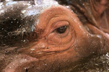 Retrato de cerca de un hipopótamo (Hippopotamus amphibius) en un zoológico (Viena, Austria)