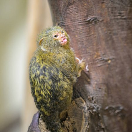 Un joli petit marmouset pygmée (Cebuella pygmaea) assis sur un arbre dans un zoo