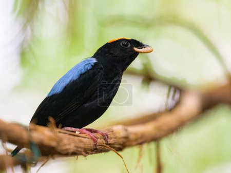 A Blue backed Manakin sitting on a branch in a zoo, eating a worm