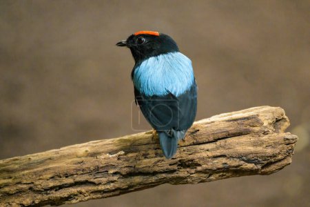 Un Manakin au dos bleu assis sur une branche dans un zoo