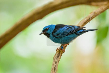 A Blue Dacnis sitting on a branch in a zoo