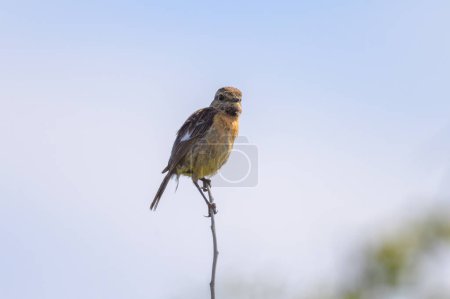A common stonechat (Saxicola torquatus) sitting on a small twig, sunny day in summer, northern France