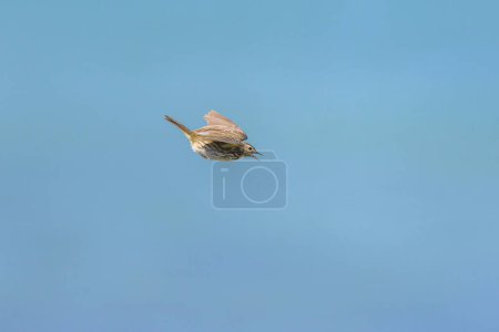 A Meadow Pipit flying on a sunny day in northern France