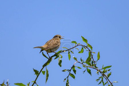 A Meadow Pipit sitting on small twig, sunny day in summer, northern France