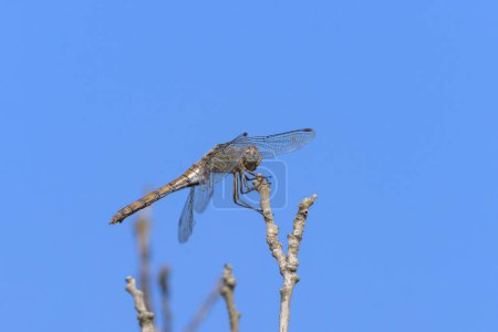 A common darter dragonfly (Sympetrum striolatum) resting in the sun, sunny day in summer, blue sky, Croatia