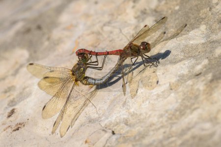 Un par de libélulas darter comunes apareándose, descansando sobre una roca