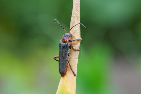 Foto de Un escarabajo marinero rústico (Cantharis rustica) descansando sobre una hoja - Imagen libre de derechos