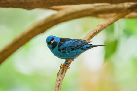 Foto de Un Dacnis Azul sentado en una rama en un zoológico - Imagen libre de derechos