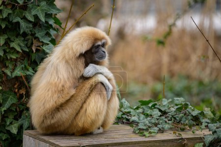 Ein Lar Gibbon sitzt auf einer Holzkiste, bewölkter Tag im Winter, Zoo in Österreich