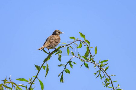 A Meadow Pipit sitting on small twig, sunny day in summer, northern France