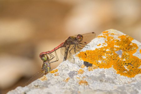 Une paire de libellules à dard commun s'accouplant, reposant sur un rocher