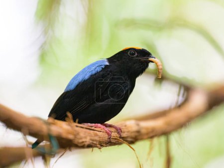 A Blue backed Manakin sitting on a branch in a zoo, eating a worm