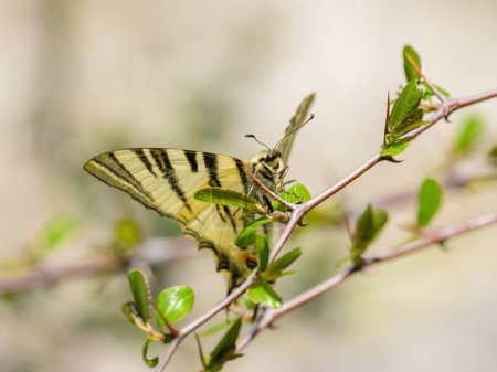 Foto de Primer plano de una vela Swallowtail mariposa descansando sobre un árbol, mañana soleada en primavera, Cres (Croacia) - Imagen libre de derechos