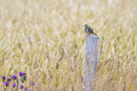 A Meadow Pipit sitting on piece of wood in a field, sunny day in summer, northern France