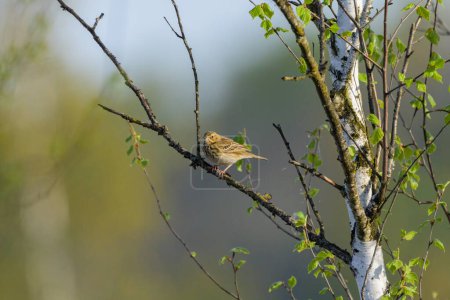 A Tree Pipit sitting on a twig, sunny morning in springtime, Austria