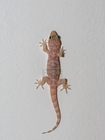 A Mediterranean House Gecko (Hemidactylus turcicus) climbing a wall, Croatia