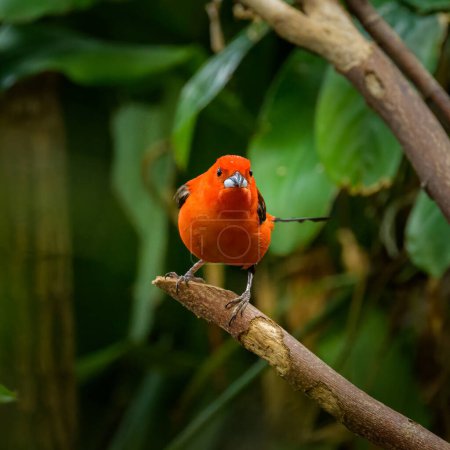 A Brazilian Tanager sitting on a branch, green leaves in the background