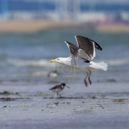 A Great black backed gull flying over the beach, sunny day in summer, northern France