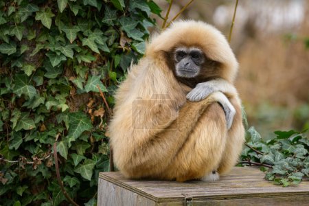 Ein Lar Gibbon sitzt auf einer Holzkiste, bewölkter Tag im Winter, Zoo in Österreich