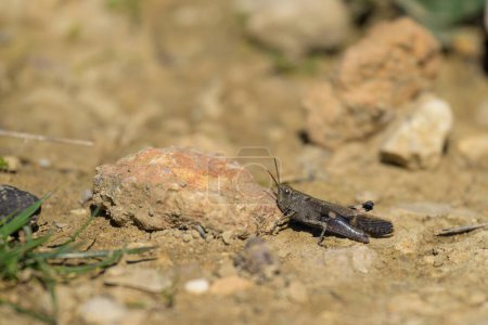 A small grasshopper (Aiolopus strepens) sitting on the ground, sunny day in springtime, Cres Croatia