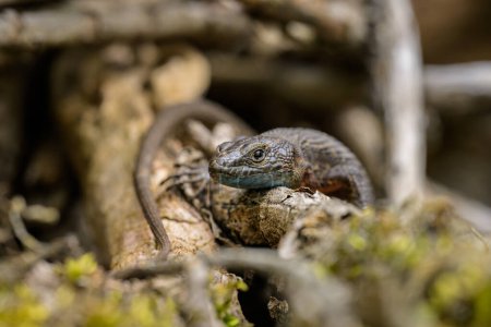 A blue-throated keeled lizard (Algyroides nigropunctatus) resting between branches, Cres (Croatia)