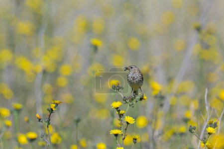A Meadow Pipit standing in a meadow with yellow flowers, sunny day in summer, northern France