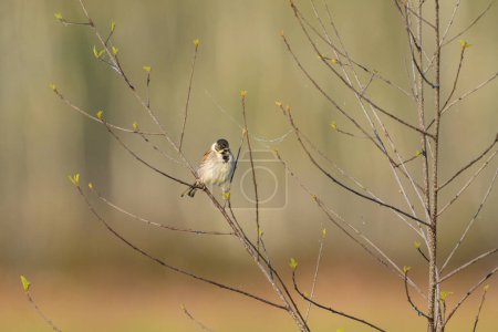 A Common Reed Bunting sitting on a twig, sunny morning in springtime