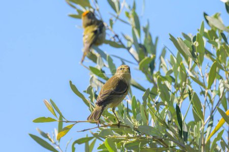 A Common Chiffchaff sitting on a olive tree, sunny day in autumn, Cres (Croatia)