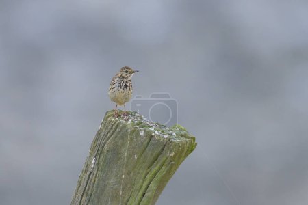 A Meadow Pipit sitting on a piece of wood in a field, cloudy day in summer, northern France