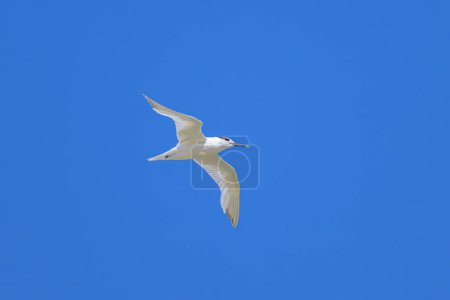 A sandwich tern in flight blue sky, sunny day in summer, northern France