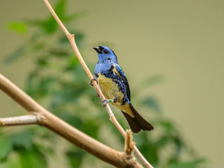 A Turquoise Tanager sitting on a branch in a zoo
