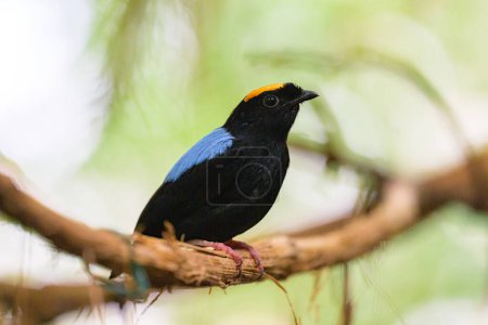 A Blue backed Manakin sitting on a branch in a zoo